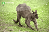 Kangaroo Island